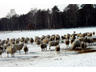 Schafe im Huslingsmoor